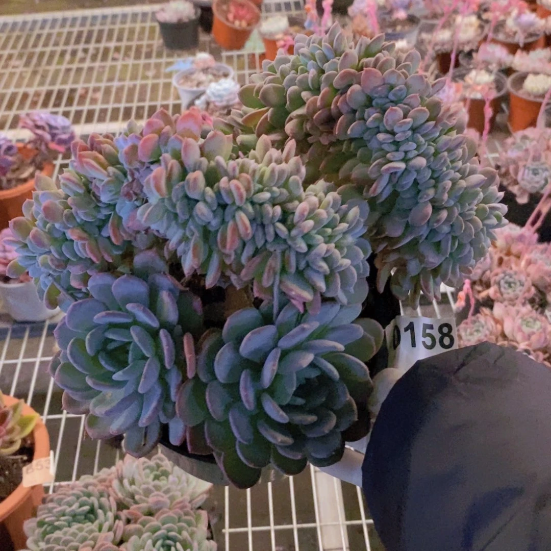 0158玛瑙缀化一物一拍