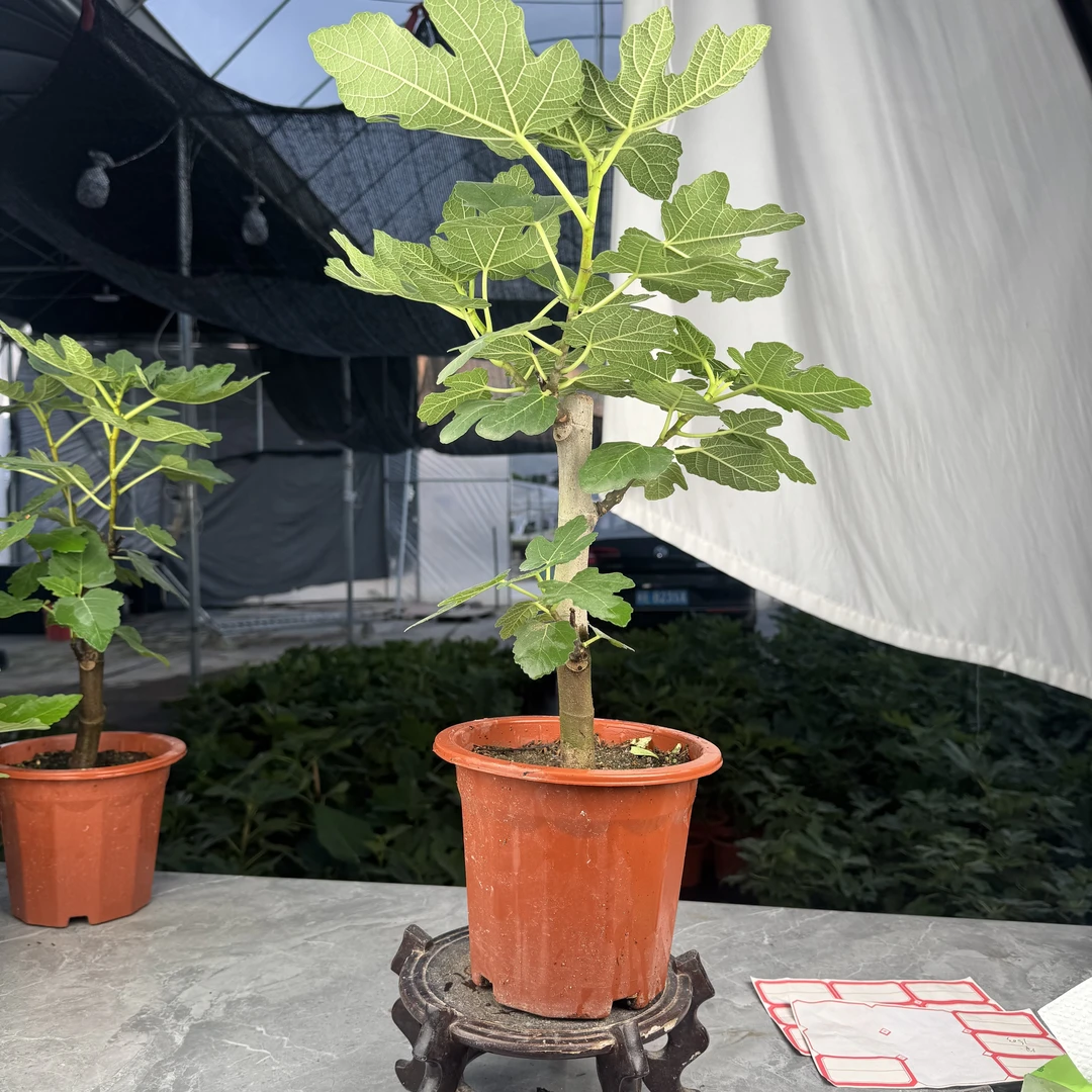 【波姬红】带多果无花果苗带果发货盆栽果苗全面多季结果
