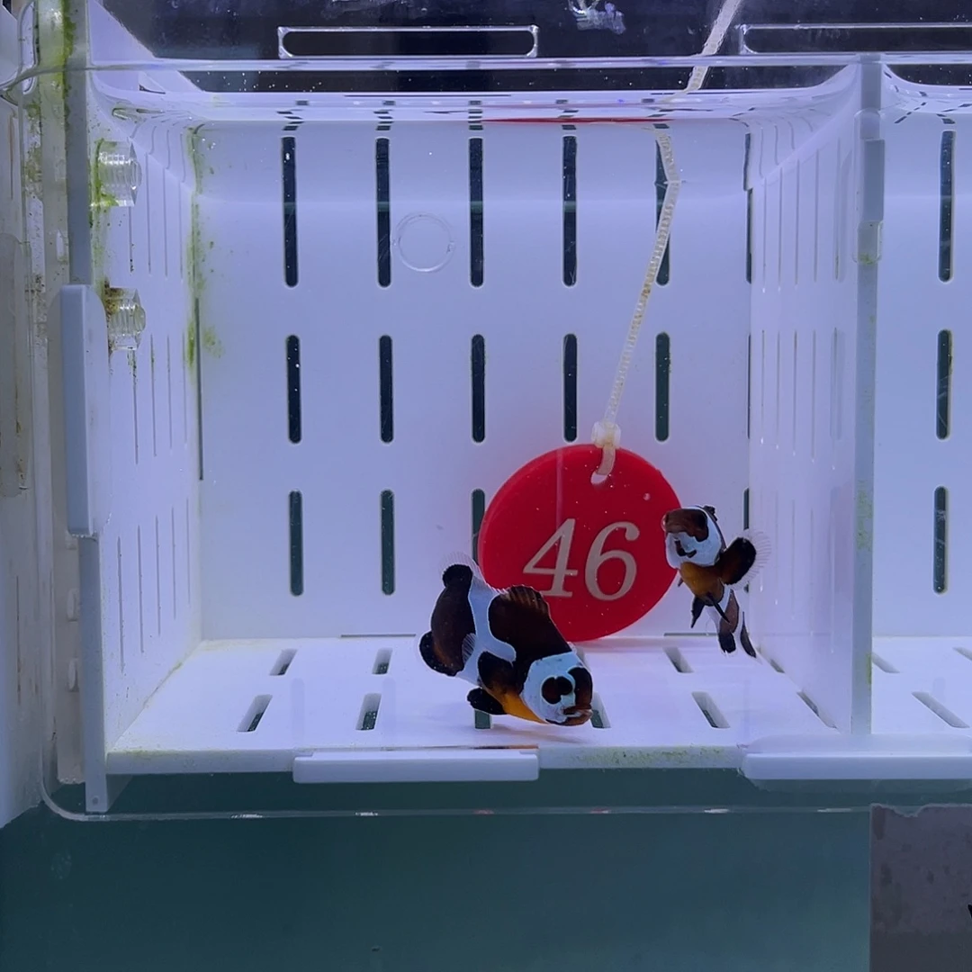 海水鱼恶魔小丑鱼