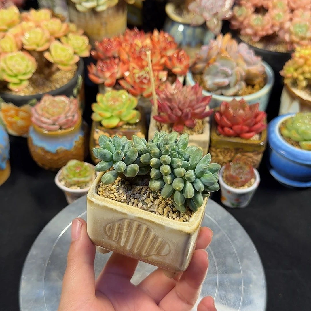 伊卡缀8cm 带盆土发货满35包邮