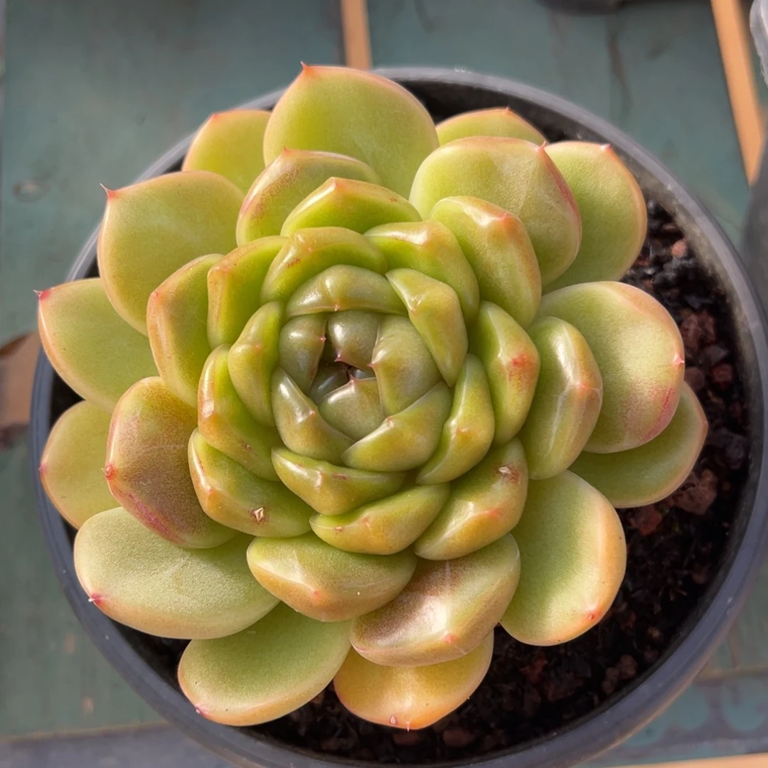 皮埃拉珍妮多肉植物