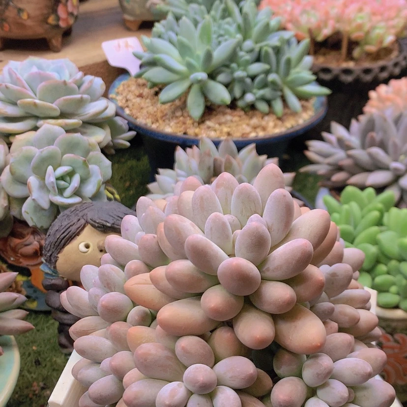 【闪购商品】彩虹汤圆