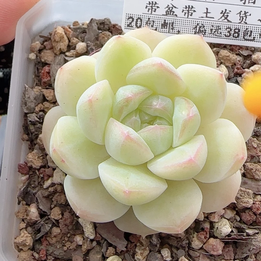 多肉0914--147白桃汽水