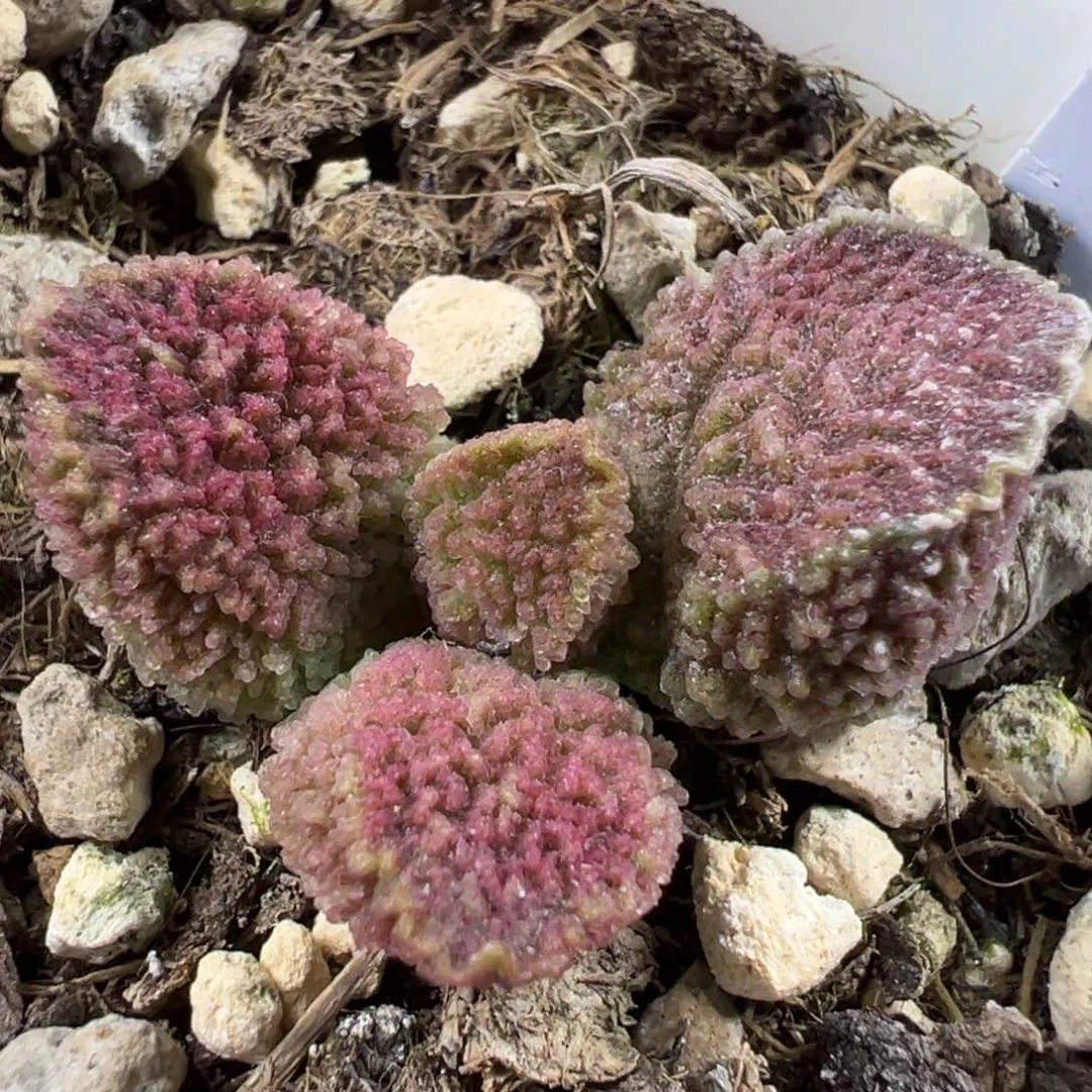 颗粒款实生新品多肉植物水泡