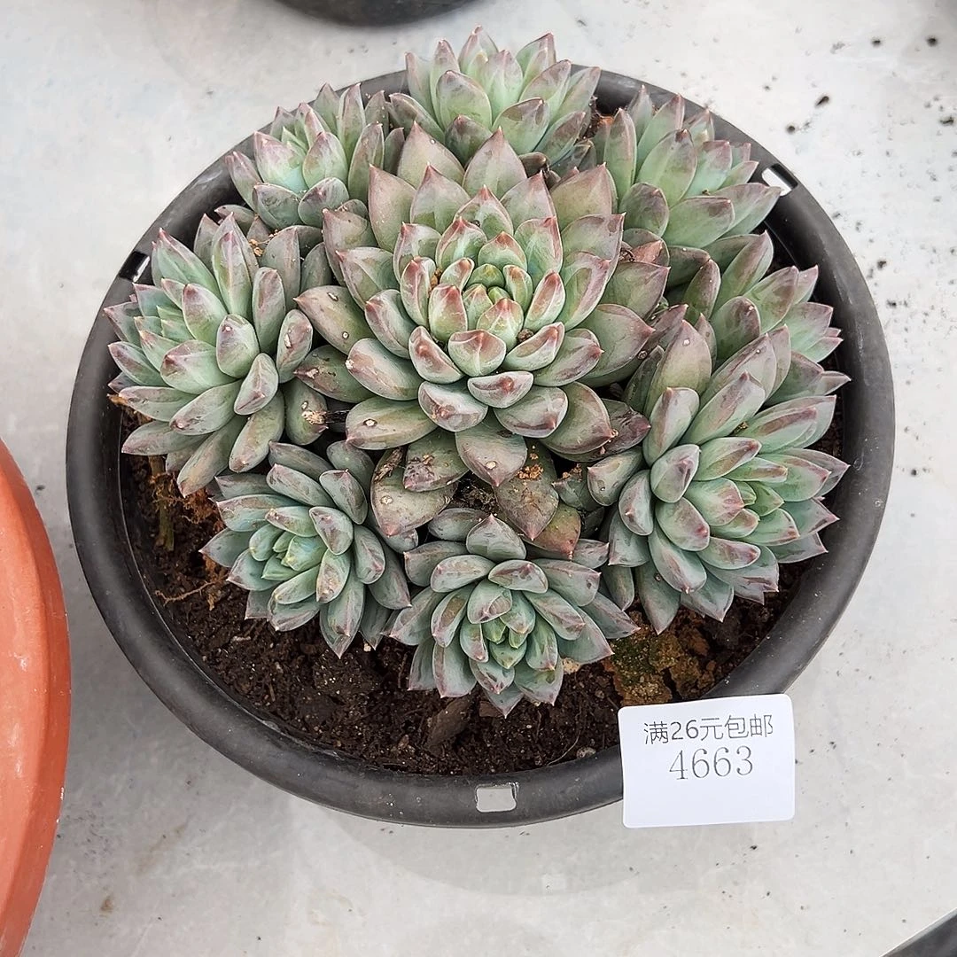 海***）4663幻影美人多肉植物多肉