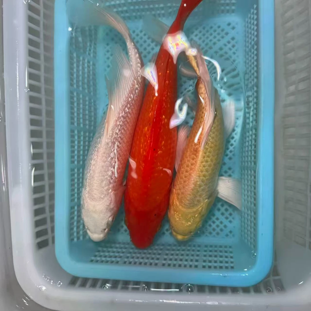【三条装组合】15-20公分黄蝴蝶闪鳞火鲤白蝴蝶组合包邮