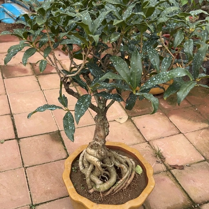 老***爱无花朵老朱砂11111