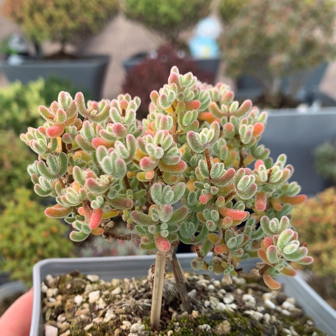 154实生冰晶  福利