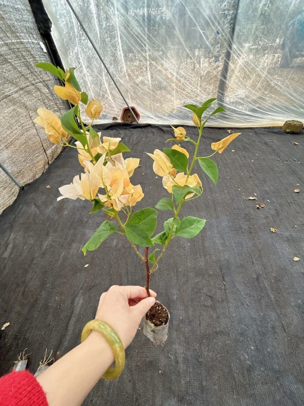 苏瓦娜（苏妲己）三角梅