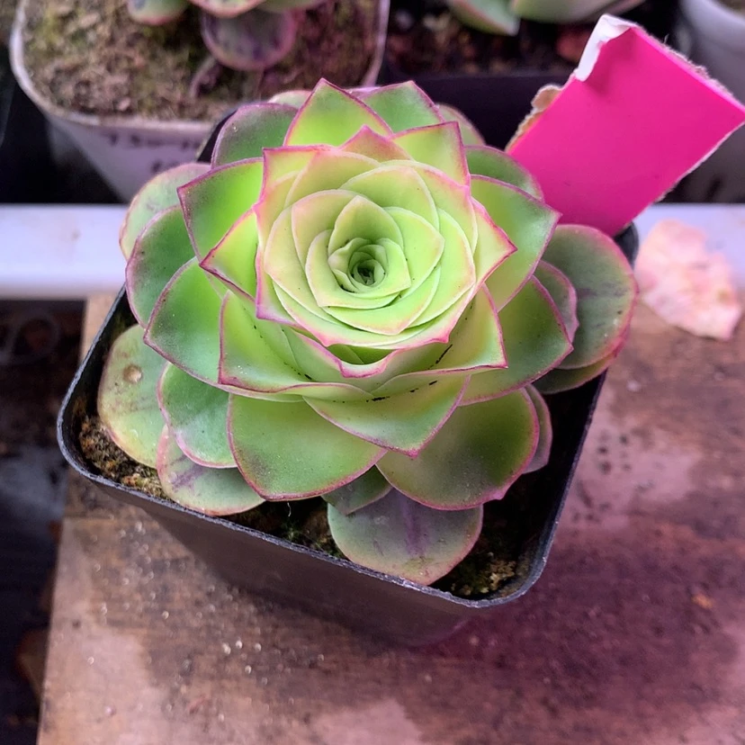 【闪购商品】乖***常1月会员天使之翼410