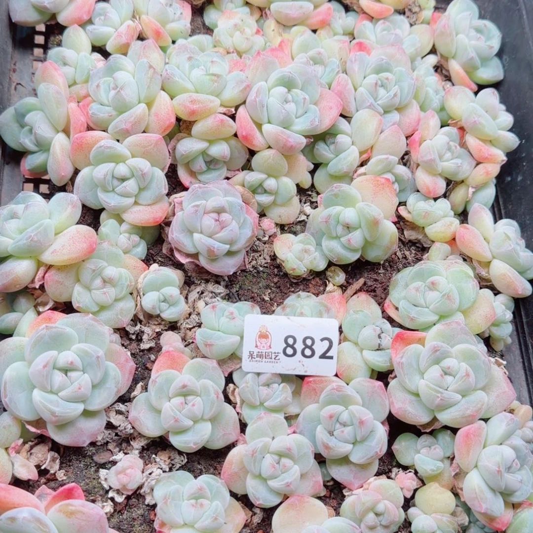 多肉植物多肉植物