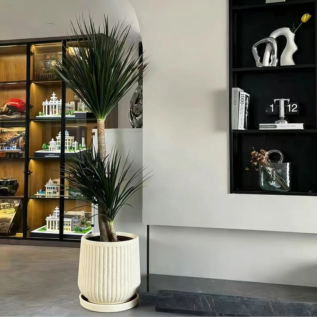 (顺丰上门)造型1.4-1.5米黑珍珠龙血树大型绿植室内好养四季常青