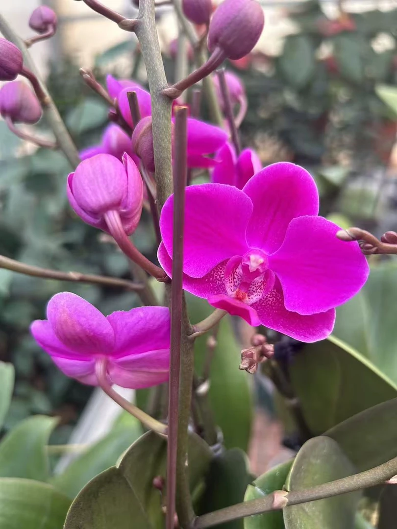 花都优选  蝴蝶兰（满天红） 带花带花苞