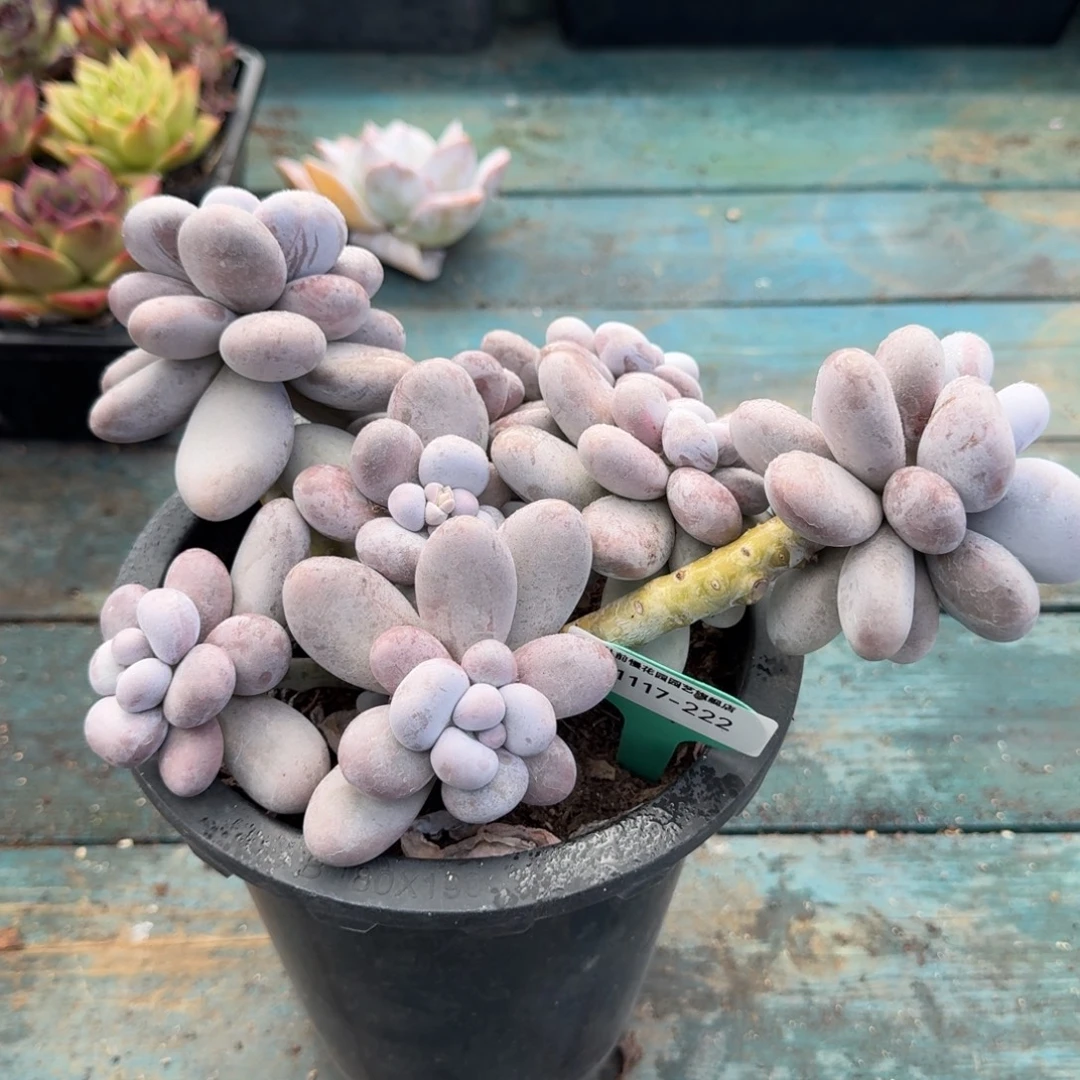 从前慢多肉精选编号1117.222