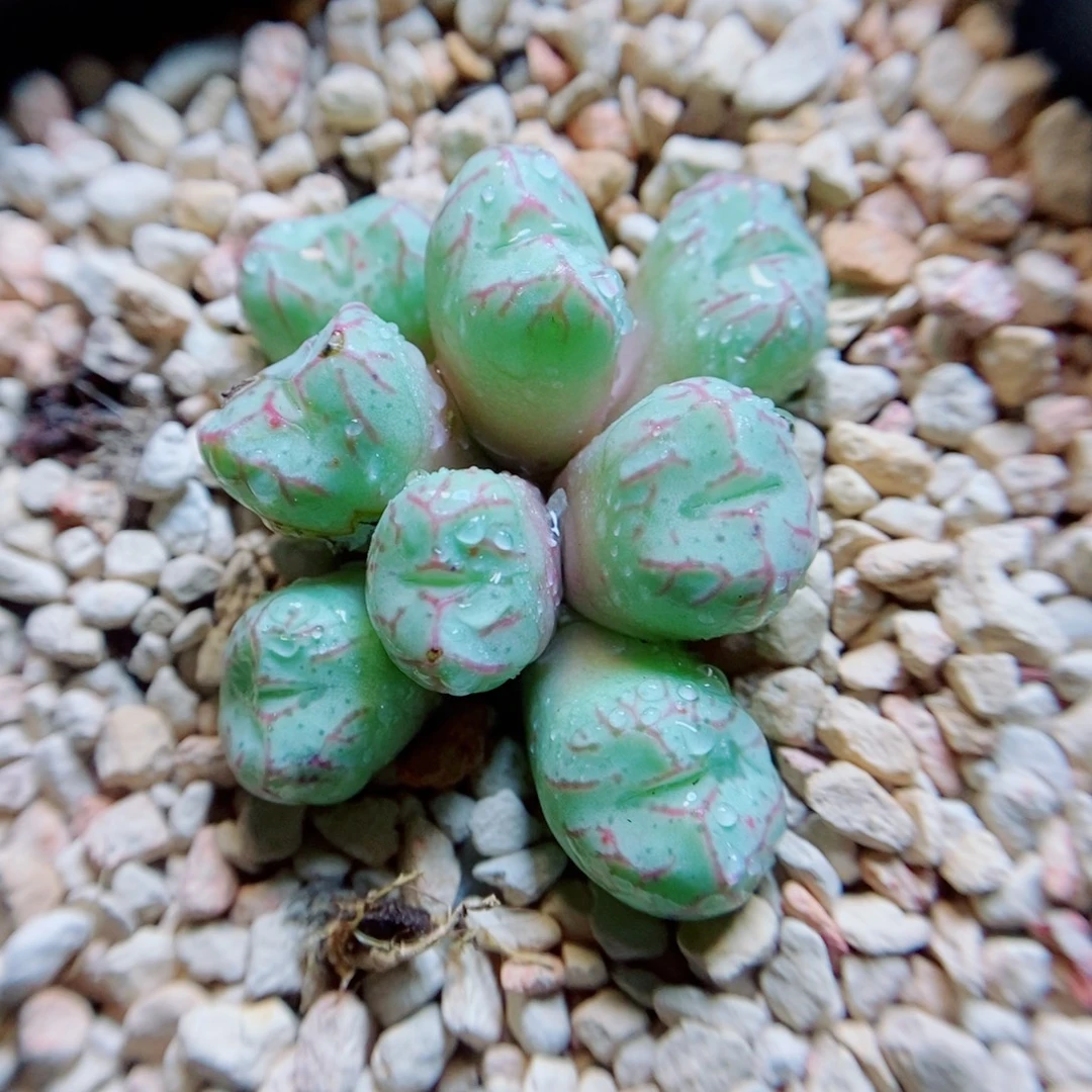 生石花花花花花花花930