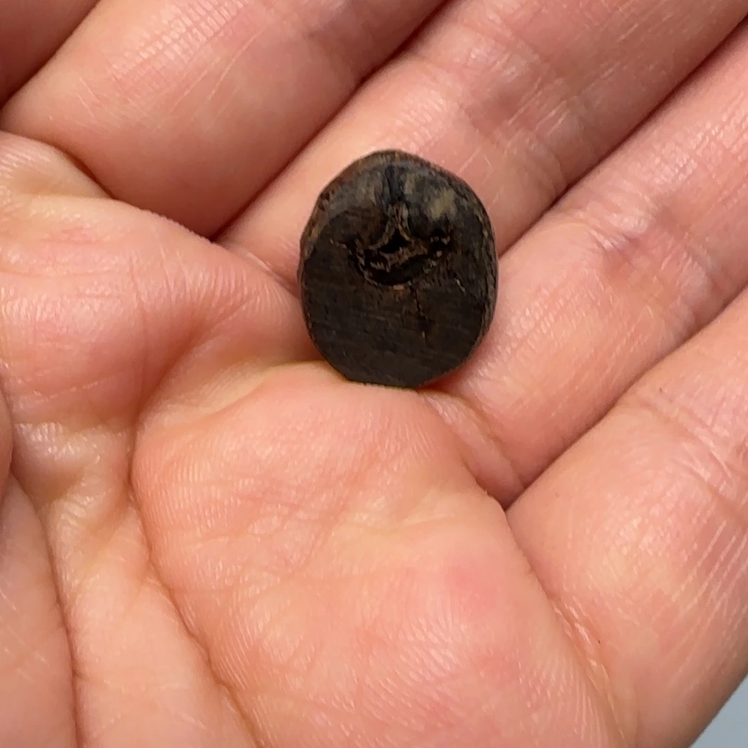 沉香沉香碎屑富森红土沉水0.77克