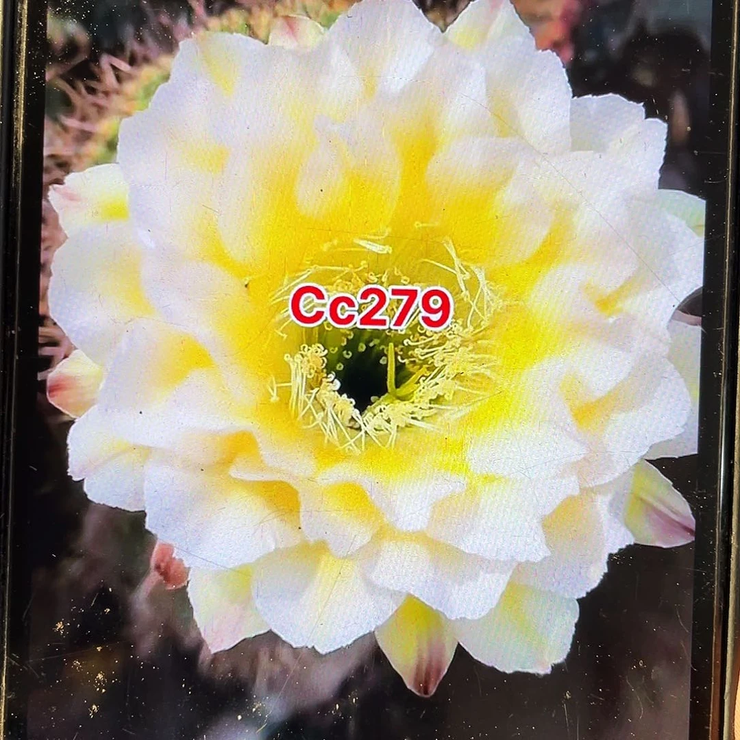 Cc279自根球5公分以上带盆土