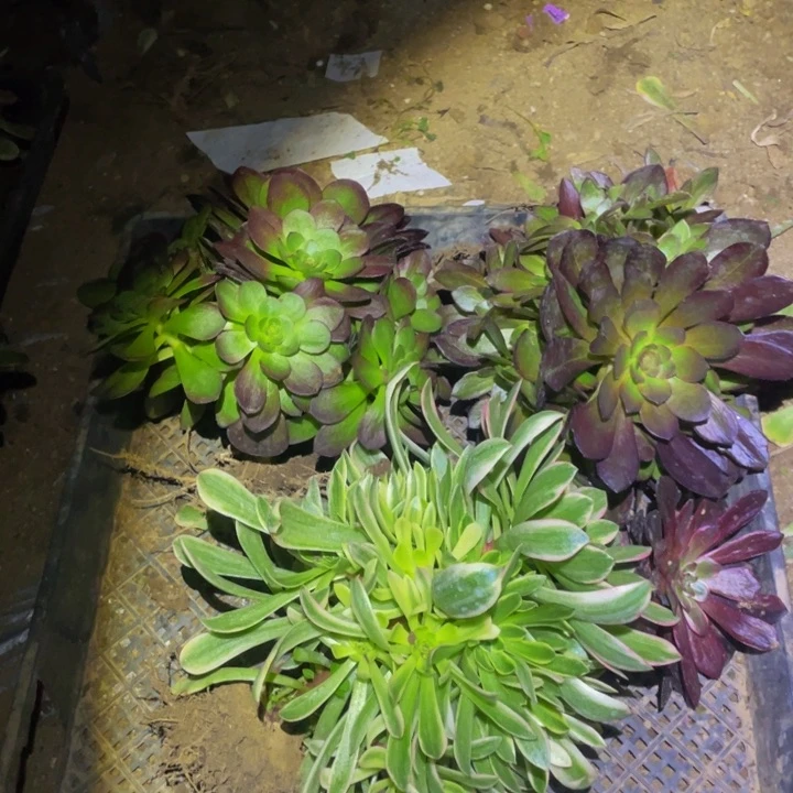 5197福利套餐多肉植物