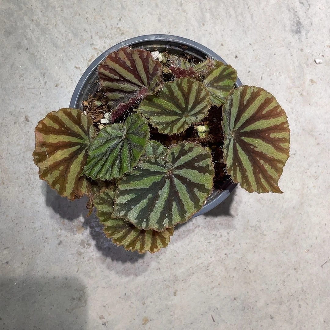 无花朵小血月秋海棠