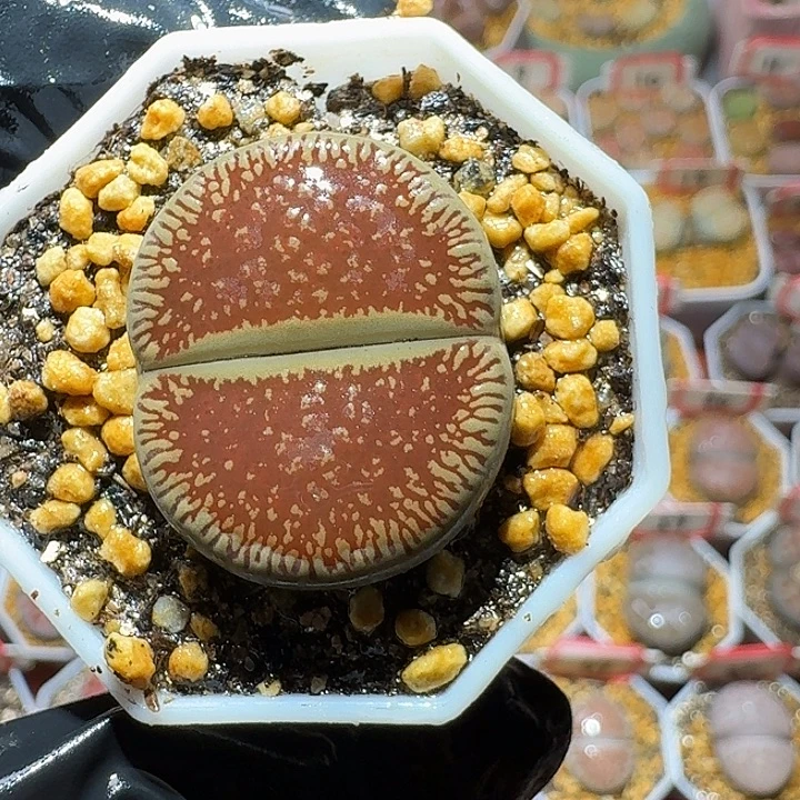 生石花2:：。在。 23号