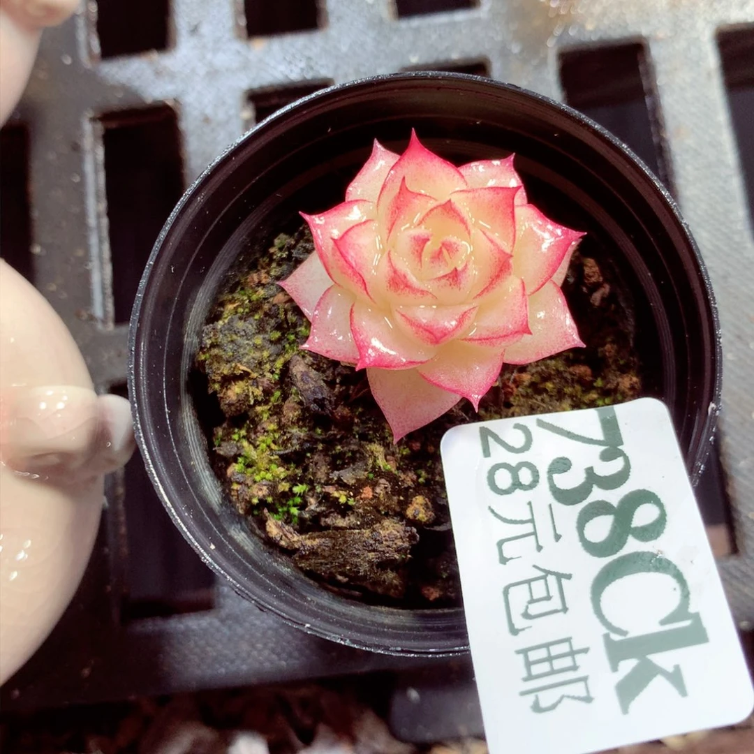 5厘米盆精控多肉738