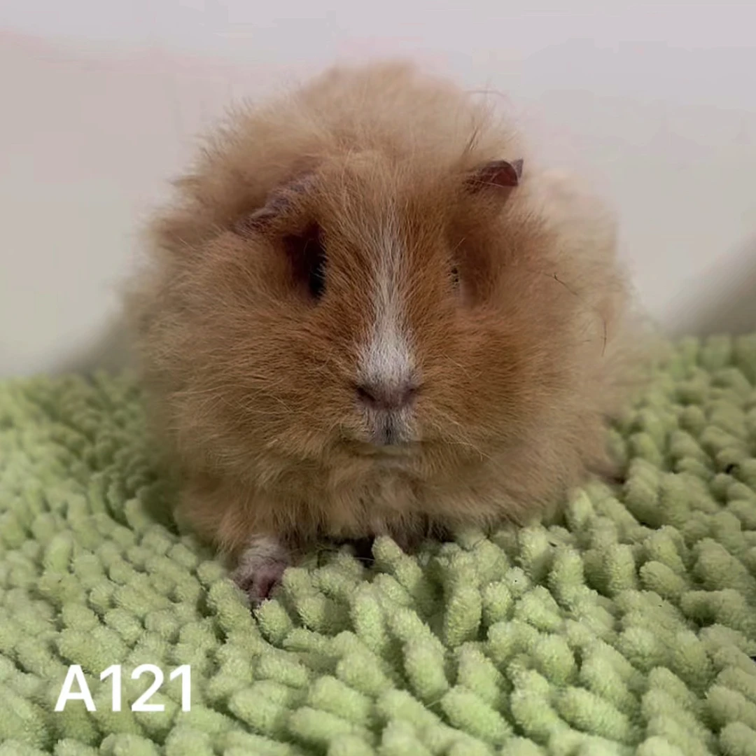 黄白特克赛尔长卷毛荷兰猪豚鼠弟弟