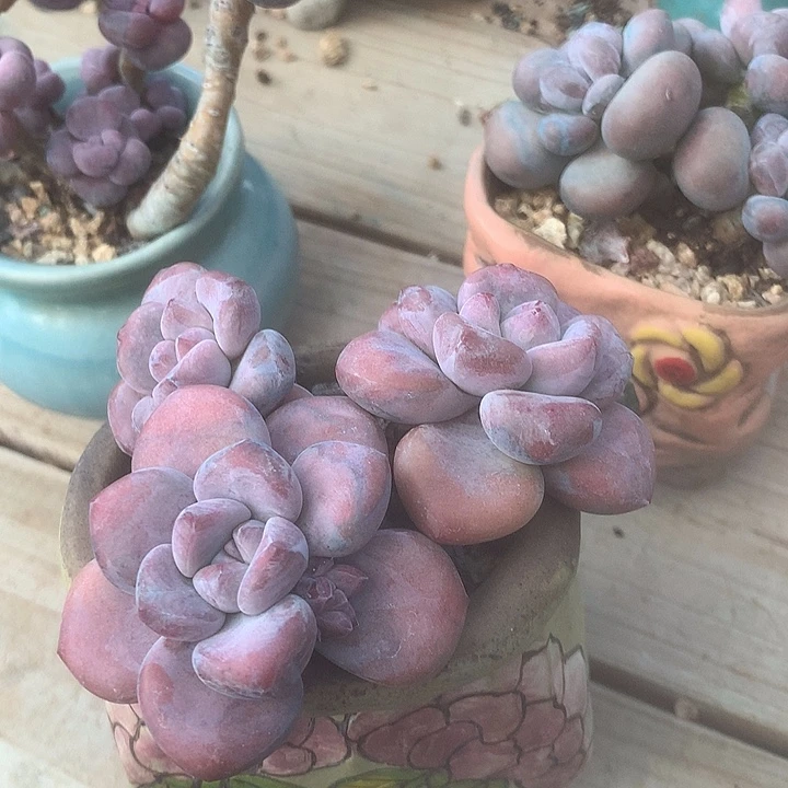 老师咯么都我的哦预约了