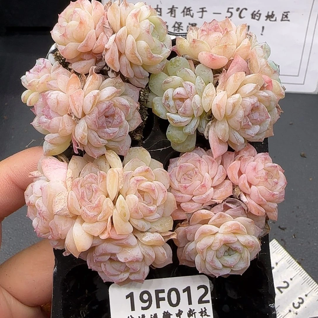 木***啊012四颗不保整群生