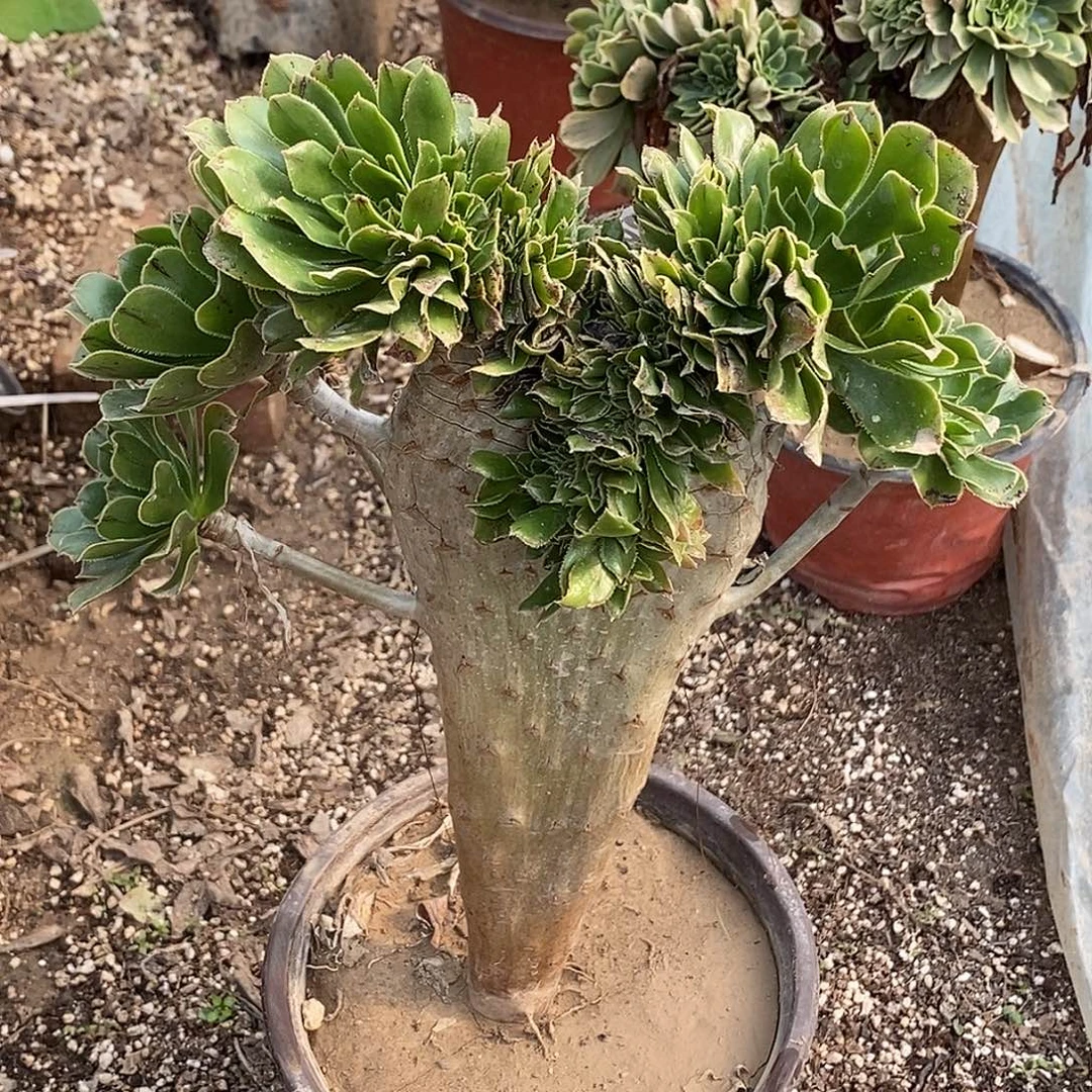 40 多肉植物不包断枝