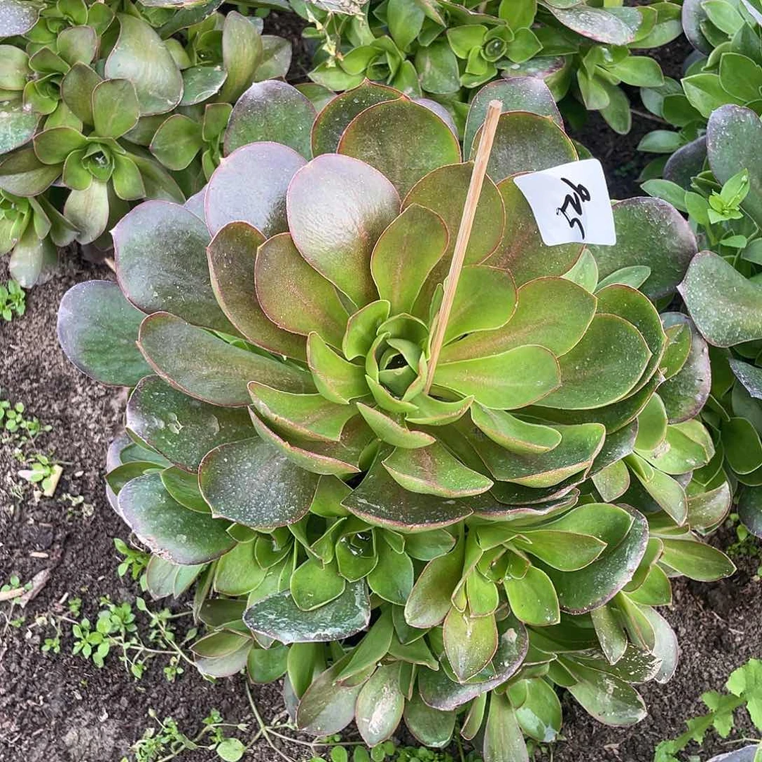 326法师植物魅金玫瑰