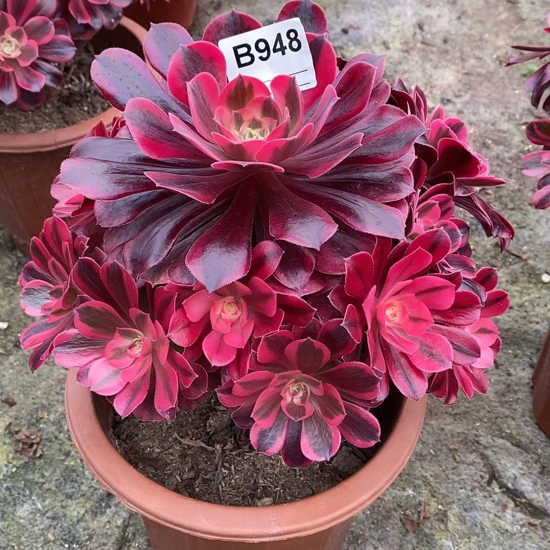 美杜莎多肉植物948