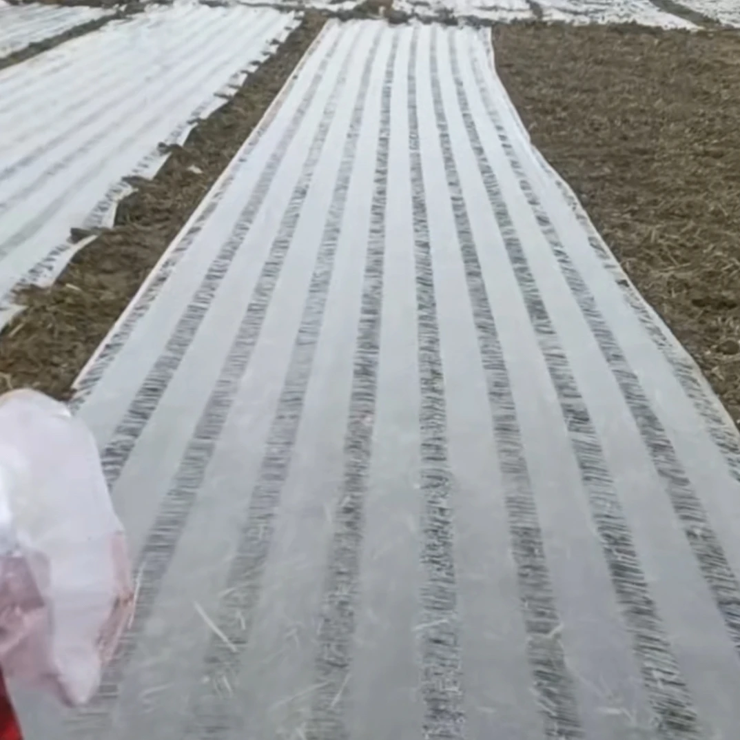 大蒜百叶开孔地膜免勾蒜免拉蒜