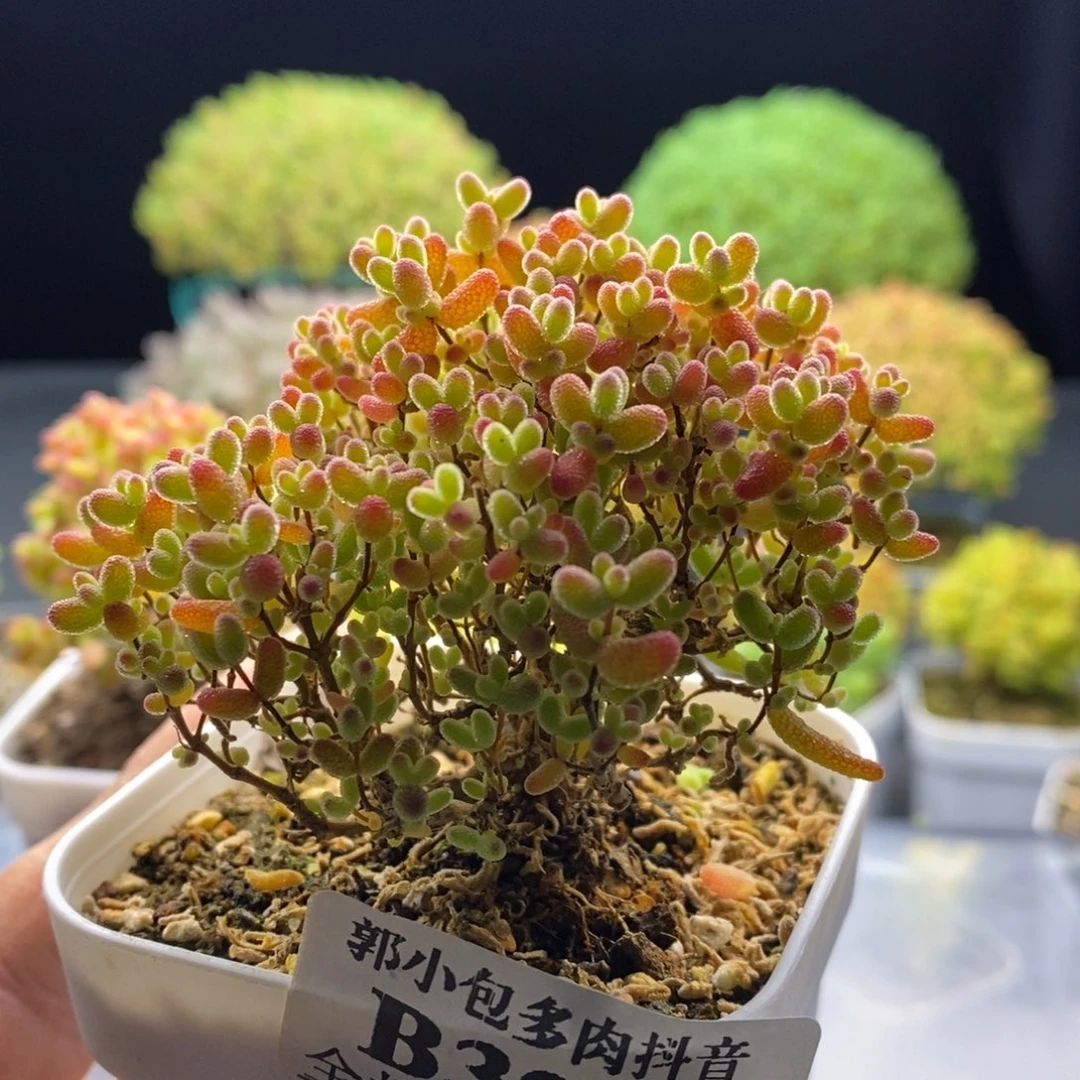 圆***球321蜜橘 糖球。