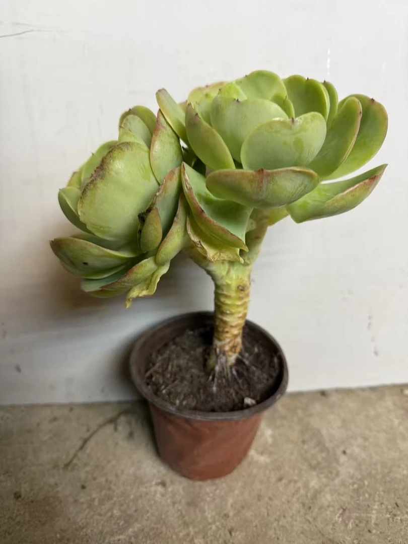 小碧桃  云南昆明勺滇滇多肉种植园多肉好样好货新手好养
