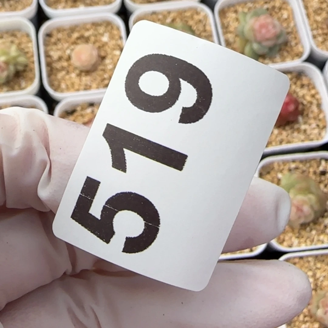 阿***。519 王者系列珍妮一盒