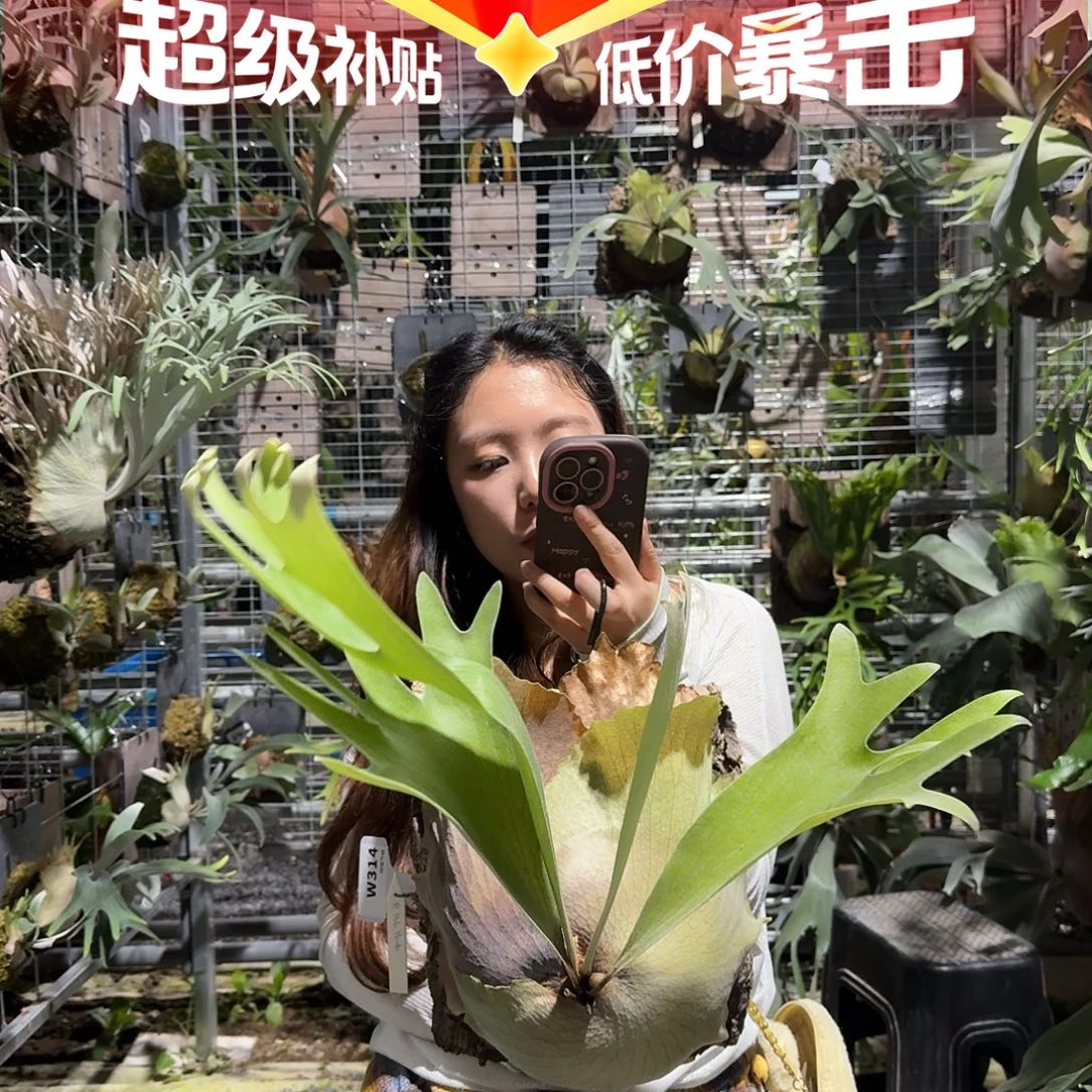 不开花植物W314-呼啦手