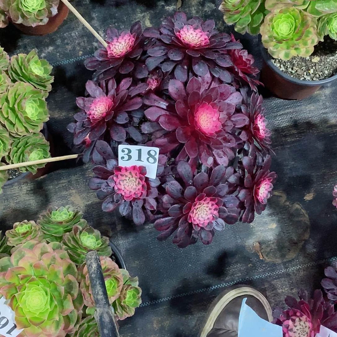 龙**代黑铜白318多肉法师植物