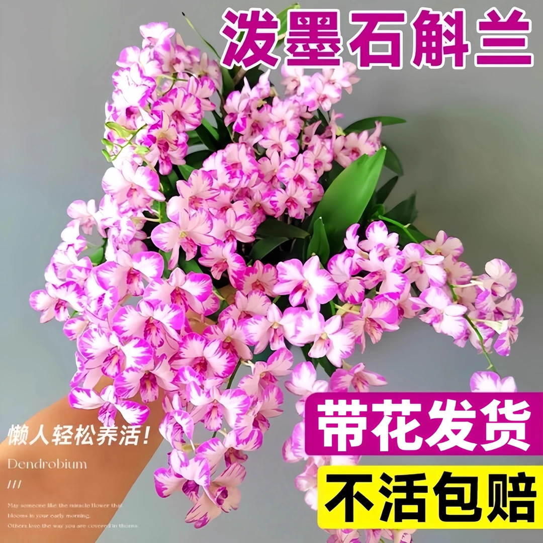 泼墨香水石斛兰盆栽带花苞兰花浓香花卉植物室内办公室好养