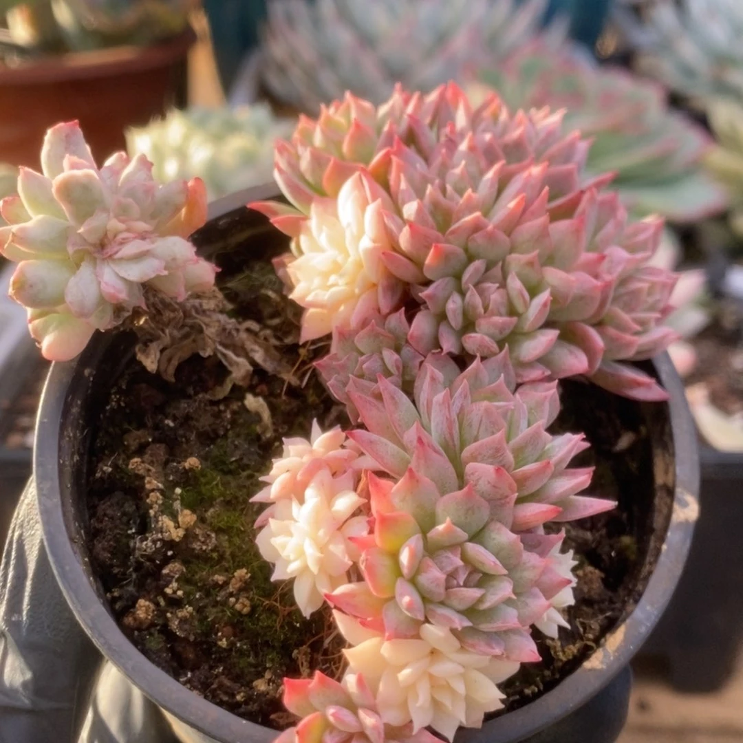 663火焰杯锦锦锦锦锦锦