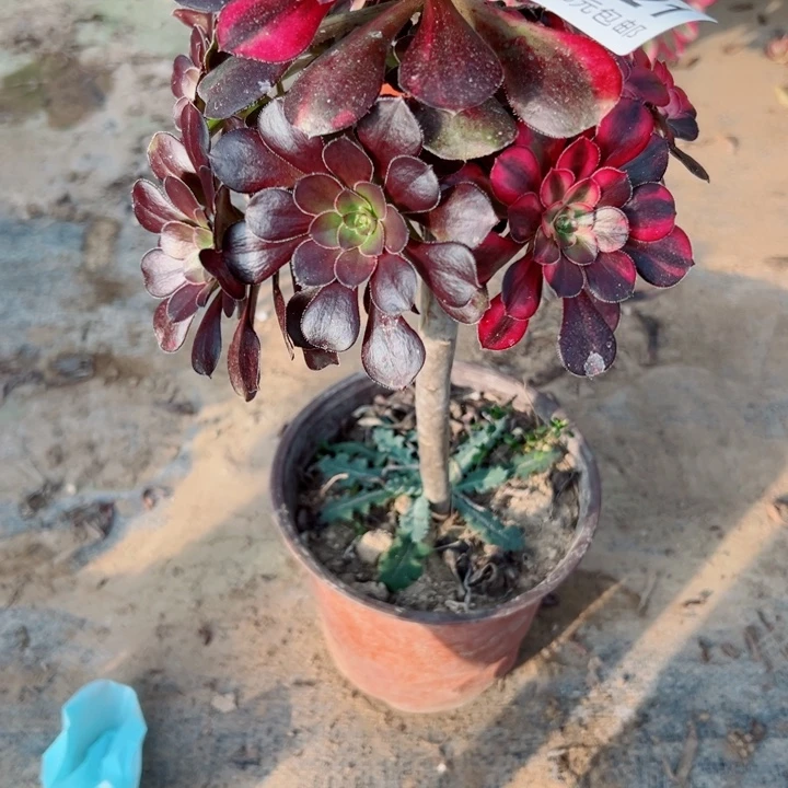 421花蝴蝶多肉植物的