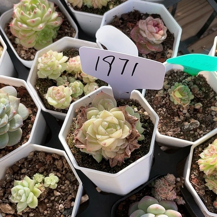 薇薇安园艺多肉1971