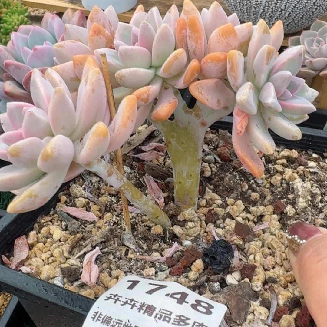 1748一物一拍（满28包邮）