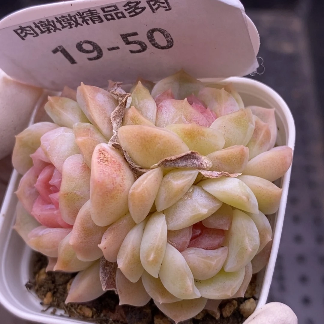 【闪购商品】19-50梦幻泡影