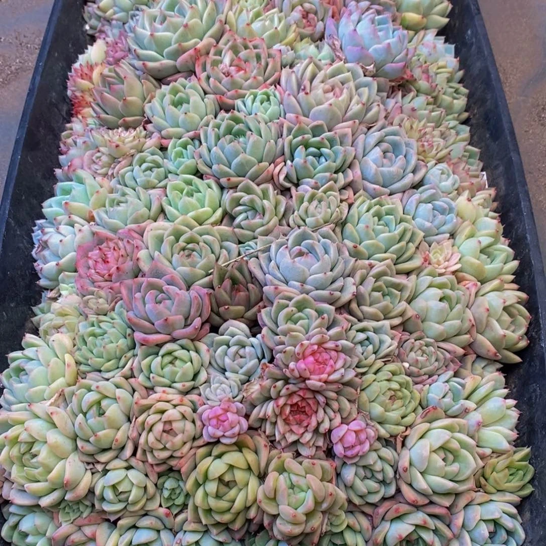 云*498的人生态度是一