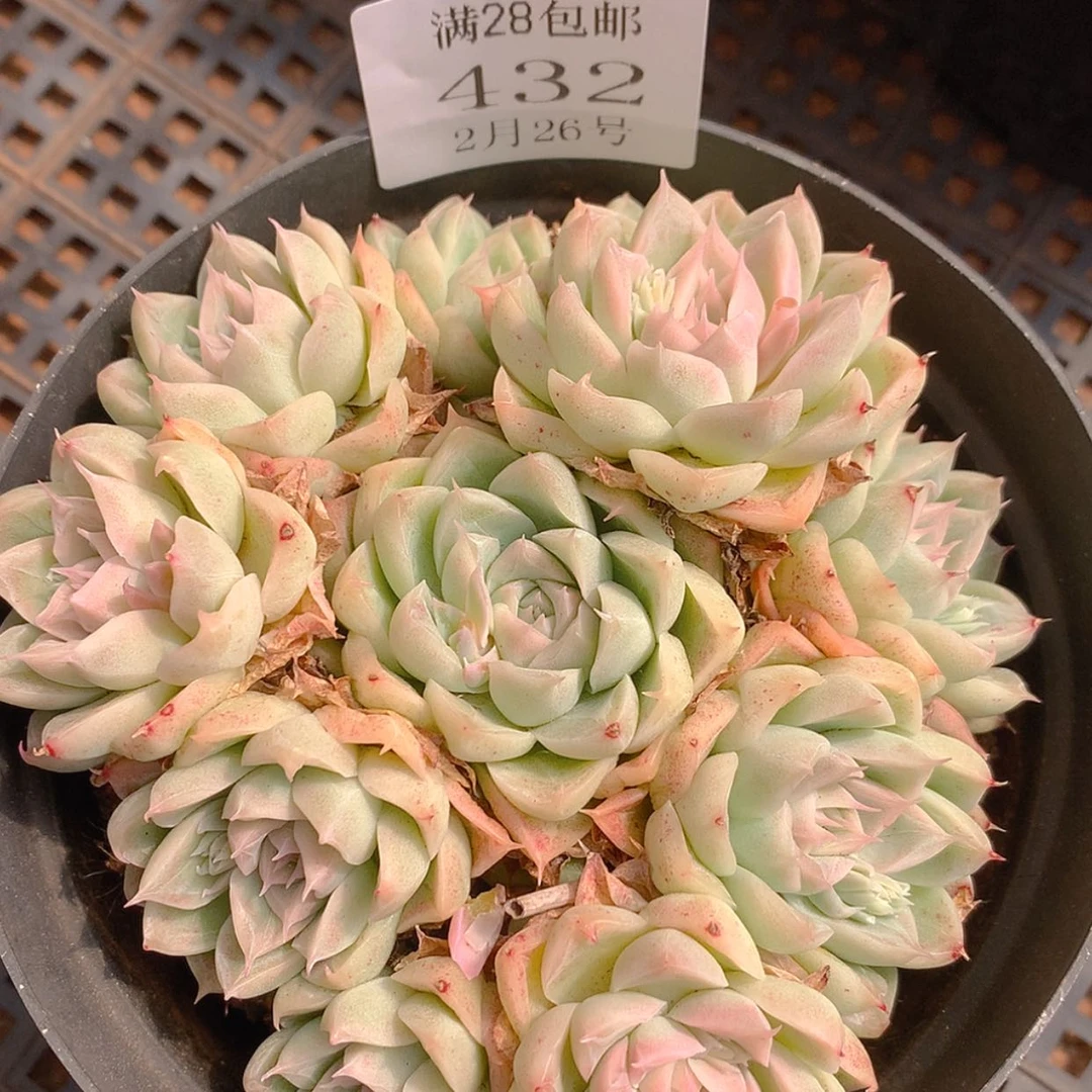 【闪购商品】云432