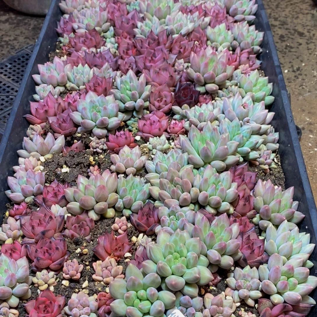 焦***馆582的人在一起的时候就这样吧