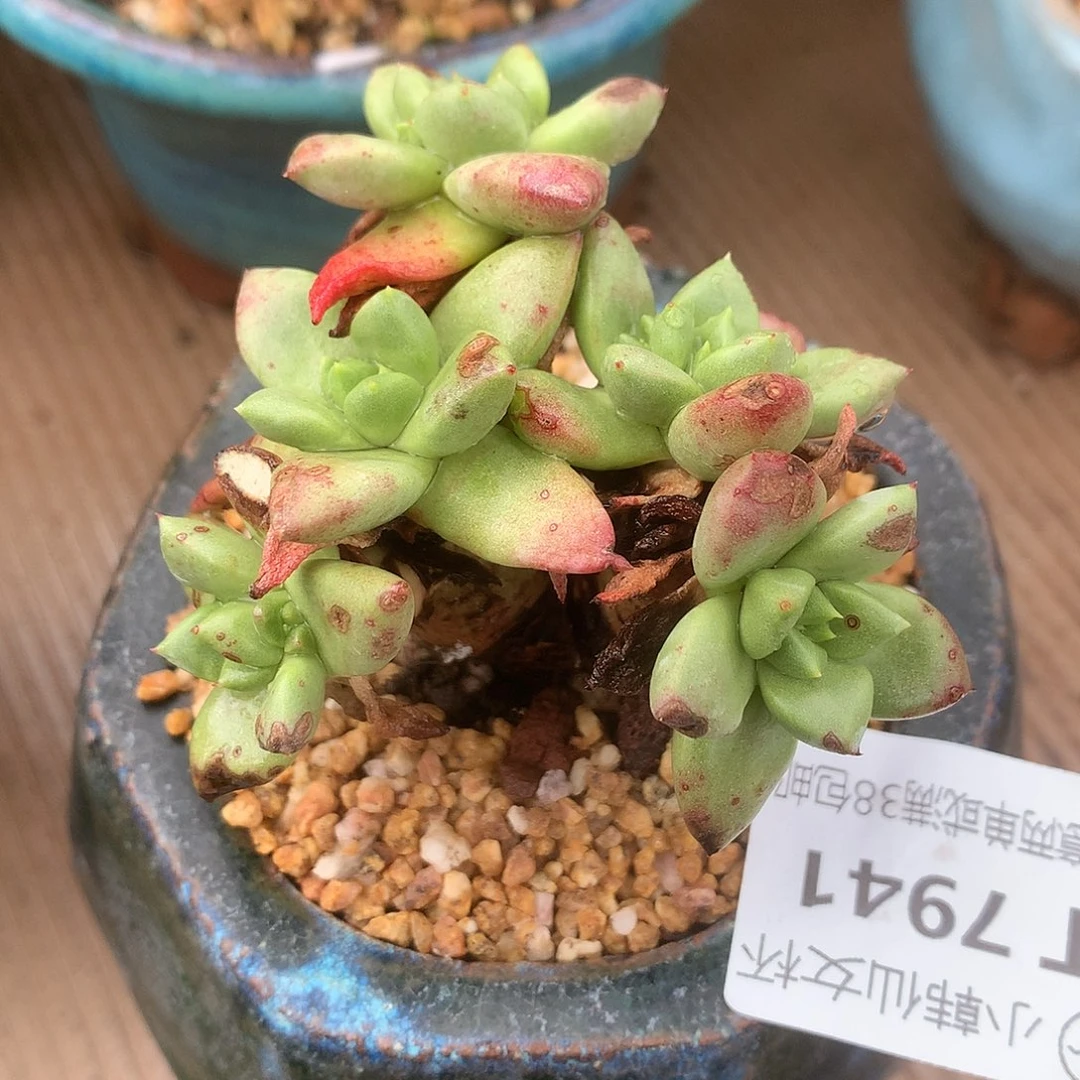 7941青钢苹果叶仙女杯多肉