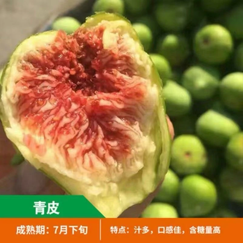 精品无花果苗大果