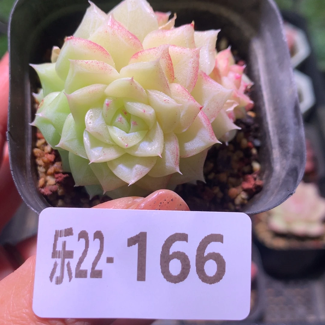 乐然22-166 白天鹅群