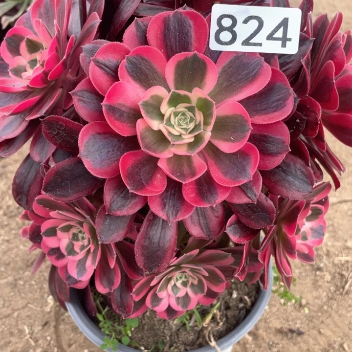 824多肉植物美杜莎